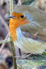 Photo: English Robin, © by Harry Griswold