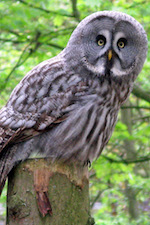 Photo: Staring owl, © by Harry Griswold