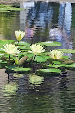 Photo: Reflections of people, Balboa Park, © by Harry Griswold