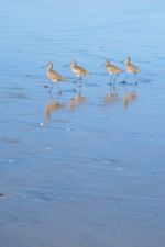 Photo: Shorebirds in Del Mar, © by Harry Griswold