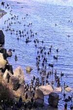 Photo: Waterbirds in Mission Bay, © by Harry Griswold